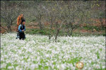 Tháng 12 lên Mộc Châu ngắm hoa cải trắng rực rở