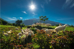 Ảnh đẹp về cuộc sống của những chú cừu ở Ninh Thuận