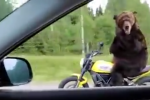 [Clip] Khó đỡ với hình ảnh chú gấu chạy trên chiếc Ducati Scrambler