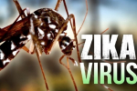 Vi rút Zika: nguy hiểm nhất ở thai nhi 3 tháng đầu