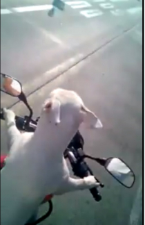 [Clip] Tới chó còn biết lái xe côn