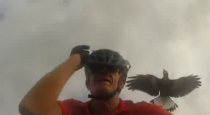 [Clip] Chú chim liên tục chọc phá tay lái môtô