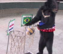 Cần tìm chú gấu Misa tiên tri đoán đúng 100% tại World Cup 2014