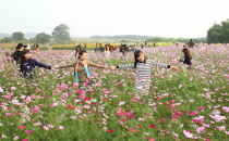 Ghé vườn hoa bãi đá sông Hồng khi du lịch tại Hà Nội