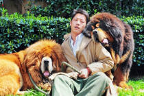 Hiện nay một em chó Ngao Tây Tạng chỉ còn 5 USD
