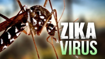 Vi rút Zika: nguy hiểm nhất ở thai nhi 3 tháng đầu