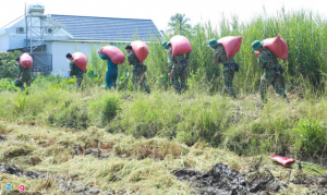 Các chiến sĩ bộ đội giúp dân xuống ruộng thu hoạch lúa ở TP.HCM