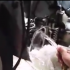 [Clip] Rửa máy xe bằng nước quá hại não