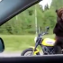 [Clip] Khó đỡ với hình ảnh chú gấu chạy trên chiếc Ducati Scrambler