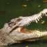 Dân cảnh giác cao độ, vì lo sợ… cá sấu sổng chuồng tấn công