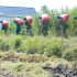 Các chiến sĩ bộ đội giúp dân xuống ruộng thu hoạch lúa ở TP.HCM